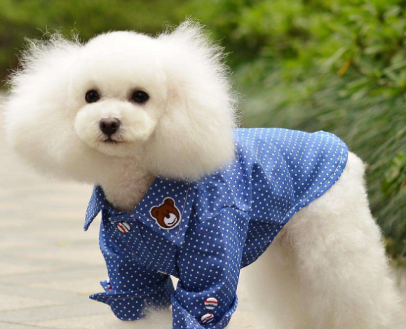 广州宠物托运公司解答托运短鼻子狗的方法