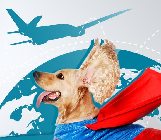 选择飞机方式国际宠物托运公司的前期准备