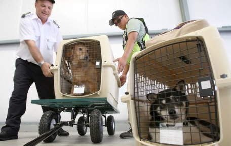 国内宠物快递公司介绍：宠物托运的三种方式