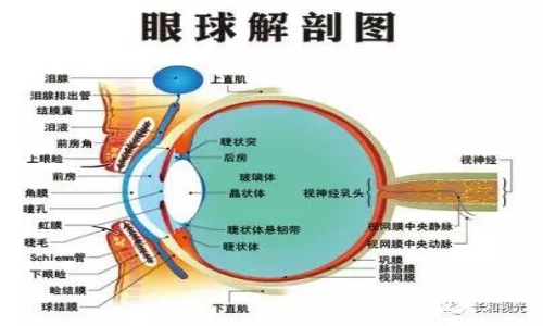 眼睛朝上看,把眼药水滴在下穹窿部,为保证卫生,眼药水瓶口要与眼睑