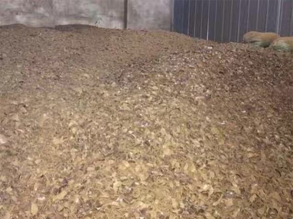 桐枯的主要特点有哪些 桐枯的主要特点有哪些