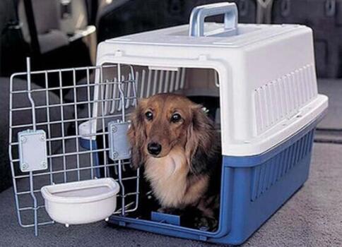 宠物快递公司告诉你哪些宠物不能运输？